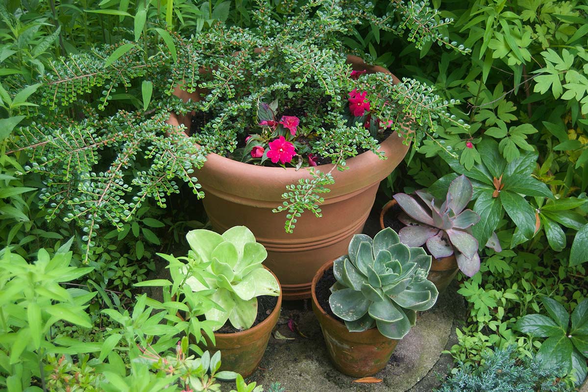 Garden design of succulents in pots